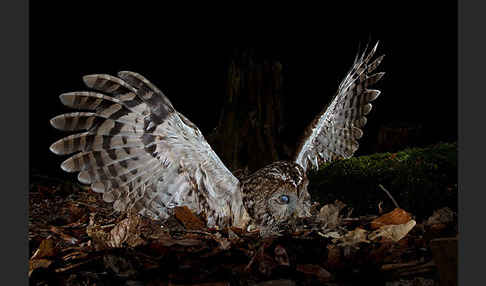 Waldkauz (Strix aluco)