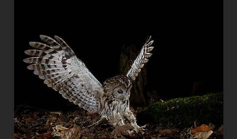 Waldkauz (Strix aluco)