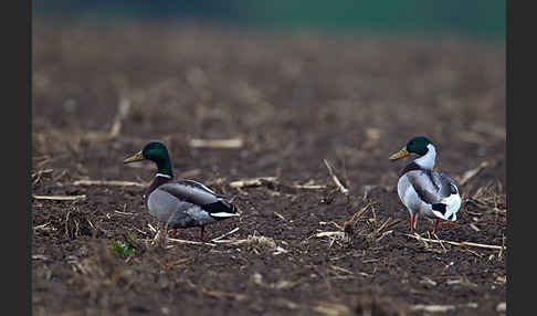 Stockente (Anas platyrhynchos)