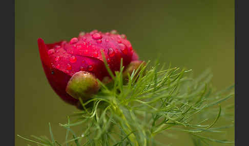 Schmalblättrige Pfingstrose (Paeonia tenuifolia)