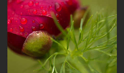 Schmalblättrige Pfingstrose (Paeonia tenuifolia)