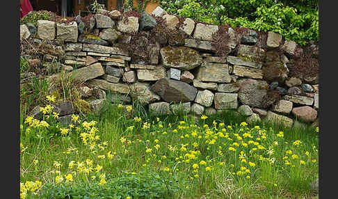 Wiesen-Schlüsselblume (Primula veris)