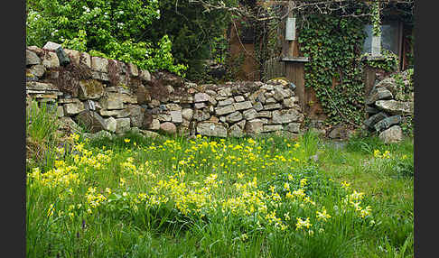 Wiesen-Schlüsselblume (Primula veris)