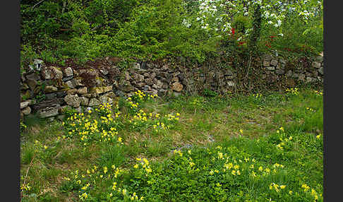 Wiesen-Schlüsselblume (Primula veris)