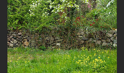 Wiesen-Schlüsselblume (Primula veris)