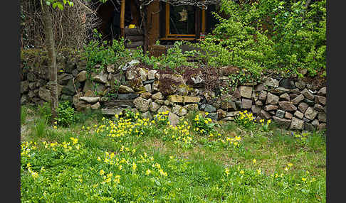 Wiesen-Schlüsselblume (Primula veris)