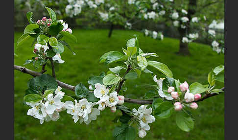 Kultur-Apfel (Malus domestica)