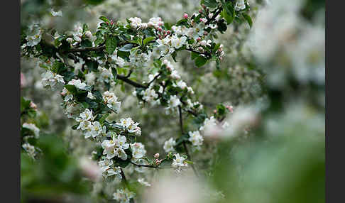 Kultur-Apfel (Malus domestica)