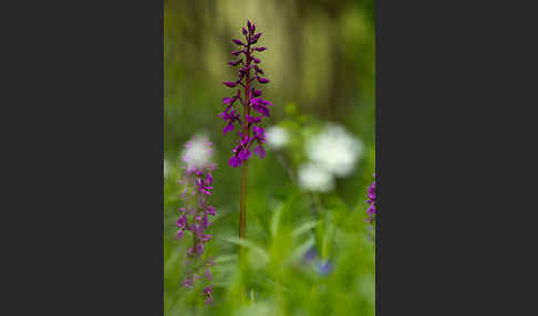 Manns-Knabenkraut (Orchis mascula)