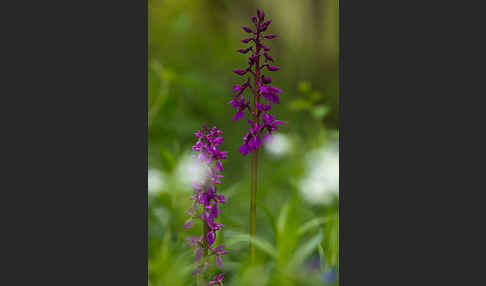 Manns-Knabenkraut (Orchis mascula)