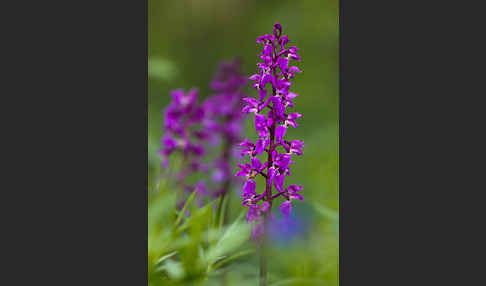 Manns-Knabenkraut (Orchis mascula)