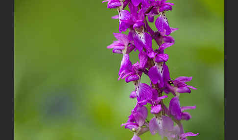 Manns-Knabenkraut (Orchis mascula)