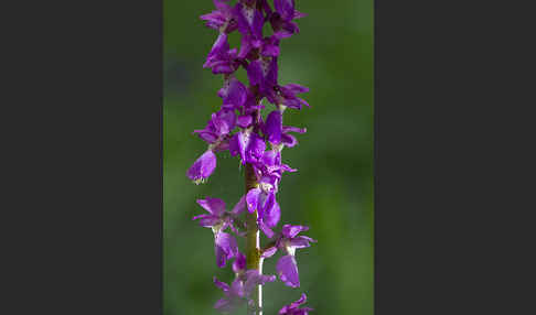 Manns-Knabenkraut (Orchis mascula)