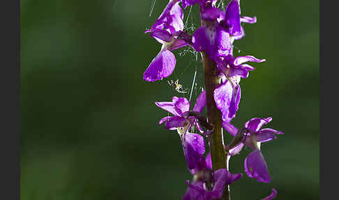 Manns-Knabenkraut (Orchis mascula)