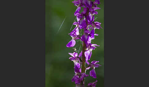 Manns-Knabenkraut (Orchis mascula)