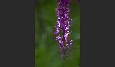 Manns-Knabenkraut (Orchis mascula)