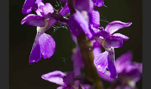 Manns-Knabenkraut (Orchis mascula)