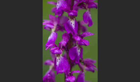 Manns-Knabenkraut (Orchis mascula)