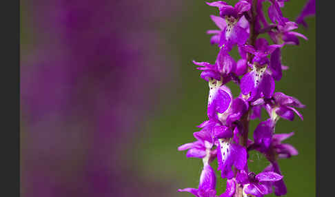 Manns-Knabenkraut (Orchis mascula)