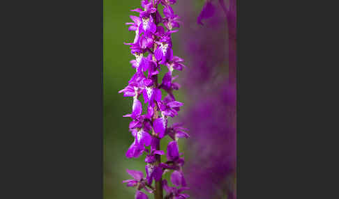 Manns-Knabenkraut (Orchis mascula)