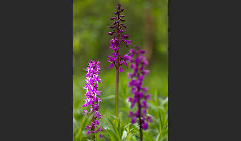 Manns-Knabenkraut (Orchis mascula)