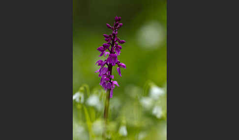 Manns-Knabenkraut (Orchis mascula)