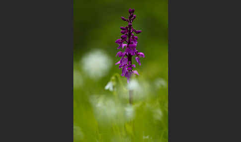 Manns-Knabenkraut (Orchis mascula)