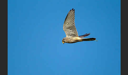 Turmfalke (Falco tinnunculus)