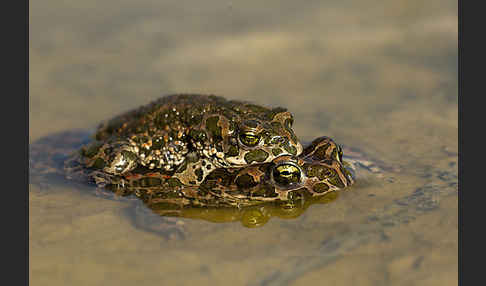 Wechselkröte (Bufo viridis)