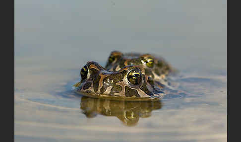 Wechselkröte (Bufo viridis)