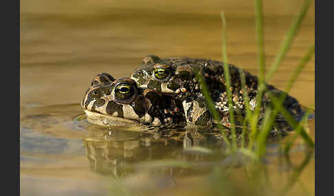 Wechselkröte (Bufo viridis)