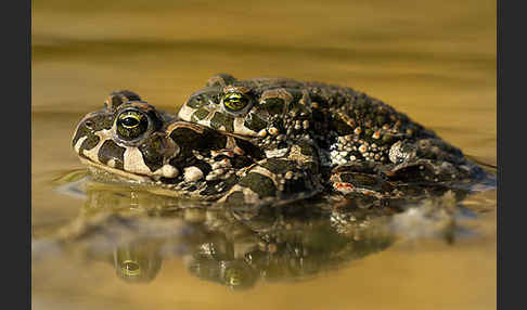 Wechselkröte (Bufo viridis)