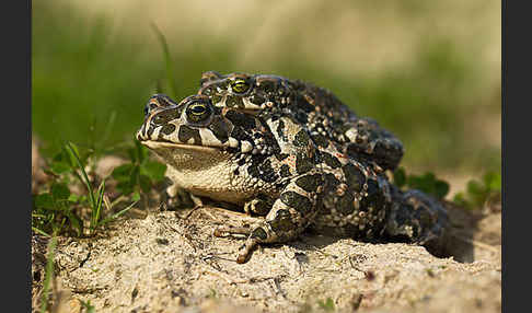 Wechselkröte (Bufo viridis)