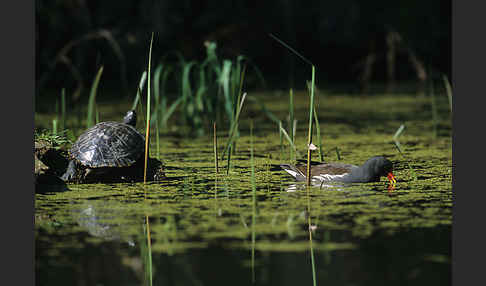 Teichralle (Gallinula chloropus)