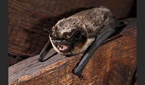 Zweifarbfledermaus (Vespertilio murinus)