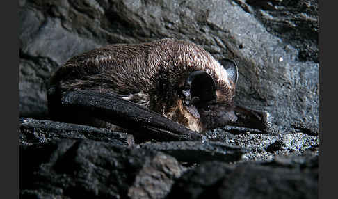 Zweifarbfledermaus (Vespertilio murinus)