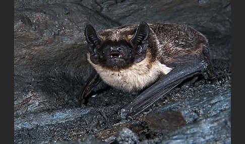 Zweifarbfledermaus (Vespertilio murinus)