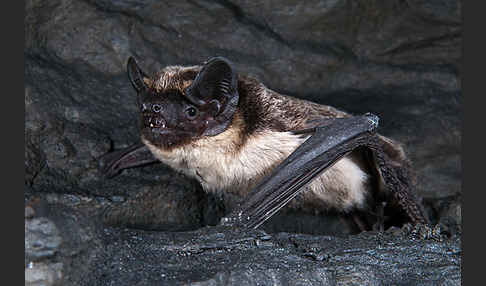 Zweifarbfledermaus (Vespertilio murinus)