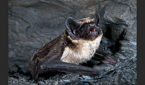 Zweifarbfledermaus (Vespertilio murinus)