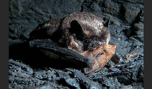 Zweifarbfledermaus (Vespertilio murinus)