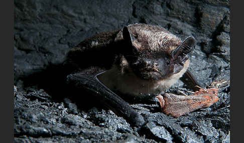 Zweifarbfledermaus (Vespertilio murinus)