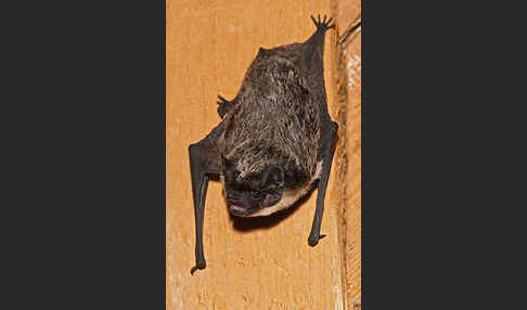 Zweifarbfledermaus (Vespertilio murinus)