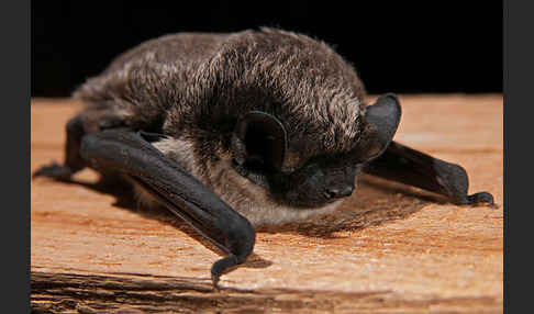 Zweifarbfledermaus (Vespertilio murinus)