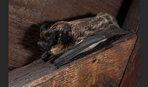 Zweifarbfledermaus (Vespertilio murinus)