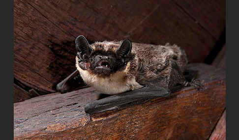 Zweifarbfledermaus (Vespertilio murinus)