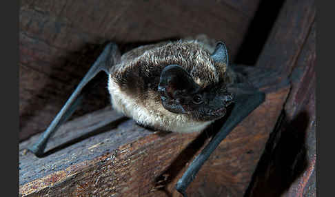 Zweifarbfledermaus (Vespertilio murinus)