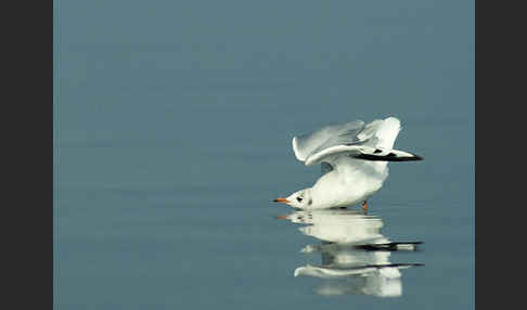 Lachmöwe (Larus ridibundus)