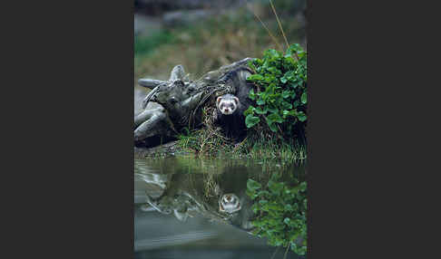 Iltis (Mustela putorius)