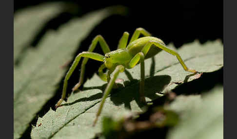 Grüne Huschspinne (Micrommata  virescens)