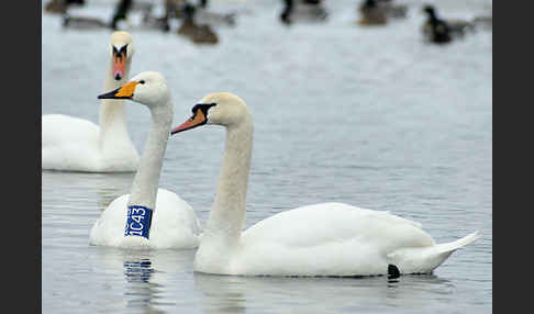 Höckerschwan (Cygnus olor)